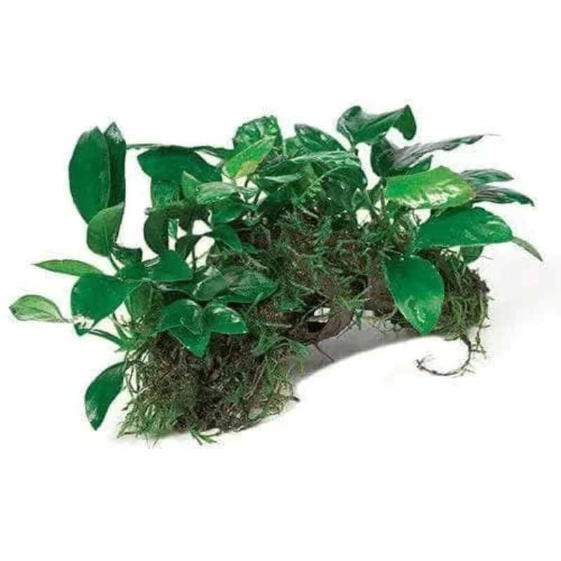Nano Rainforest Garden