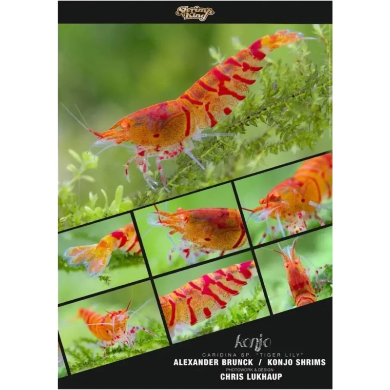 Orange Eyes Red Tiger Shrimp Poster