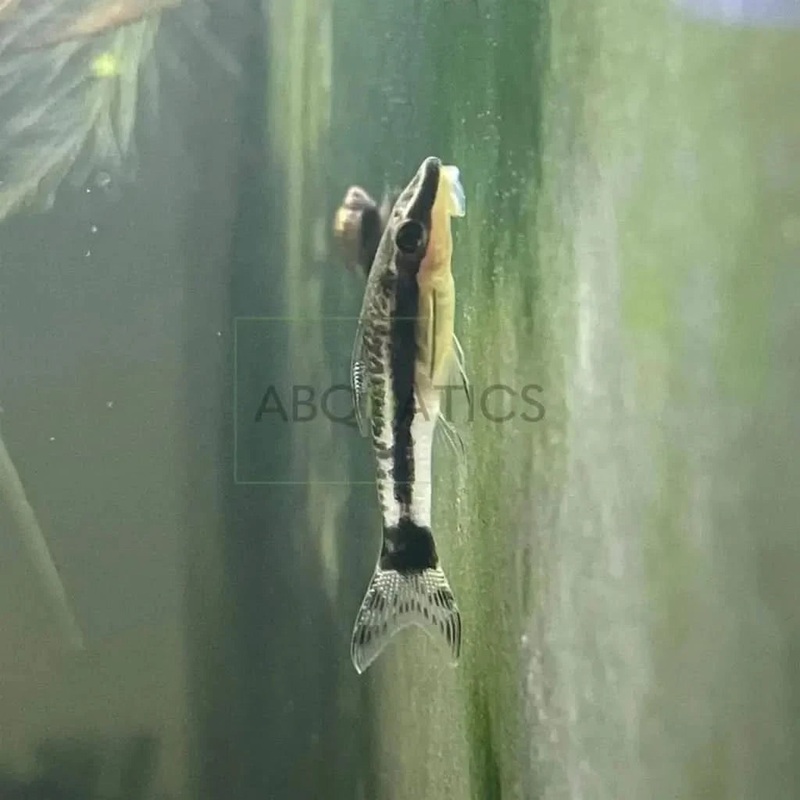 Otocinclus Catfish Black Beard Algae Eater 3cm