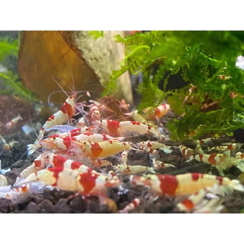 PRL - Pure Red Line Shrimp - Mix Size/Grade