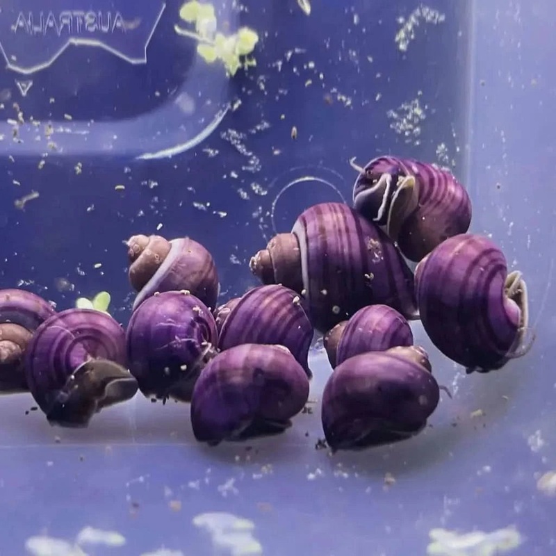 Purple Mystery Snail