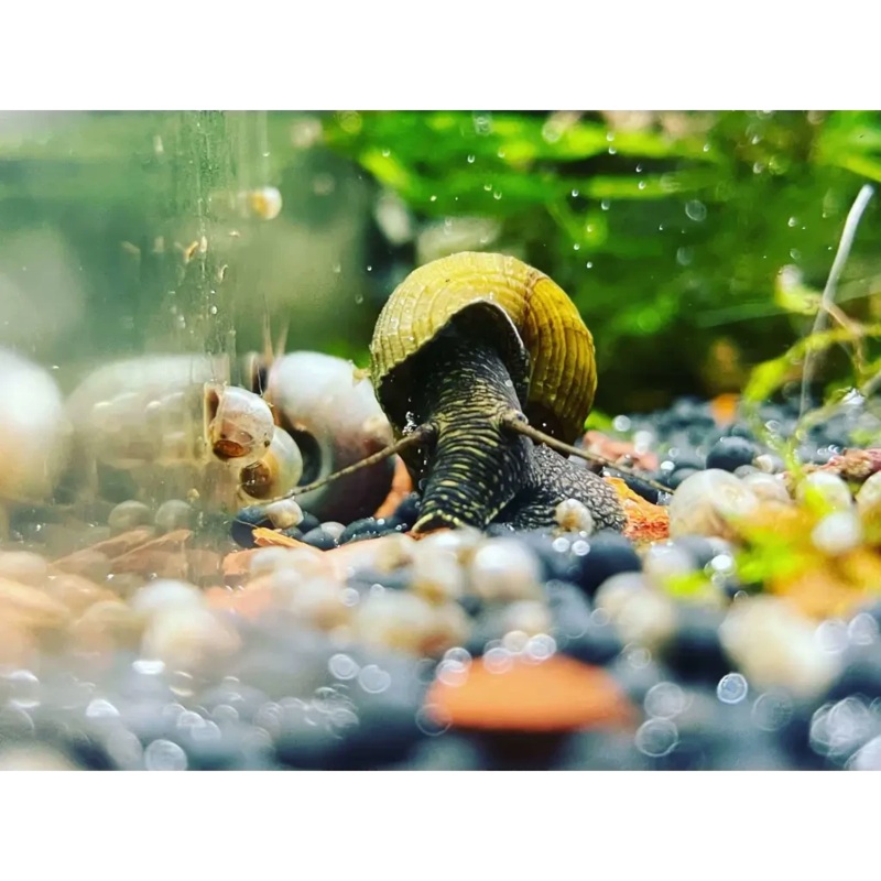 Rabbit Snail