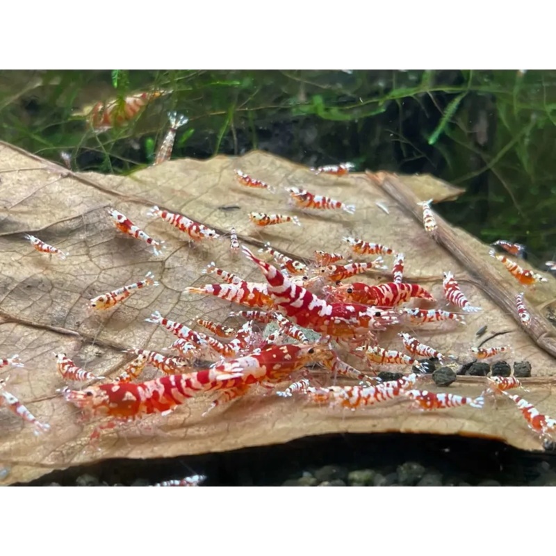 Red Fancy Tiger Shrimp - Mix Size/Grade