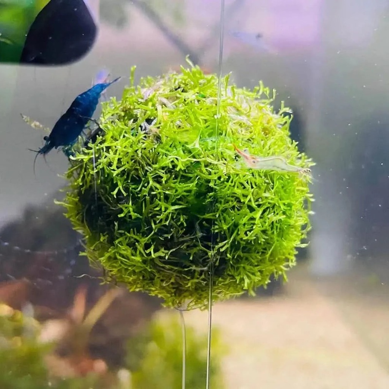 RICCIA TOPIARY BALL