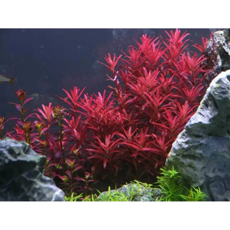 Rotala Blood Red bunch