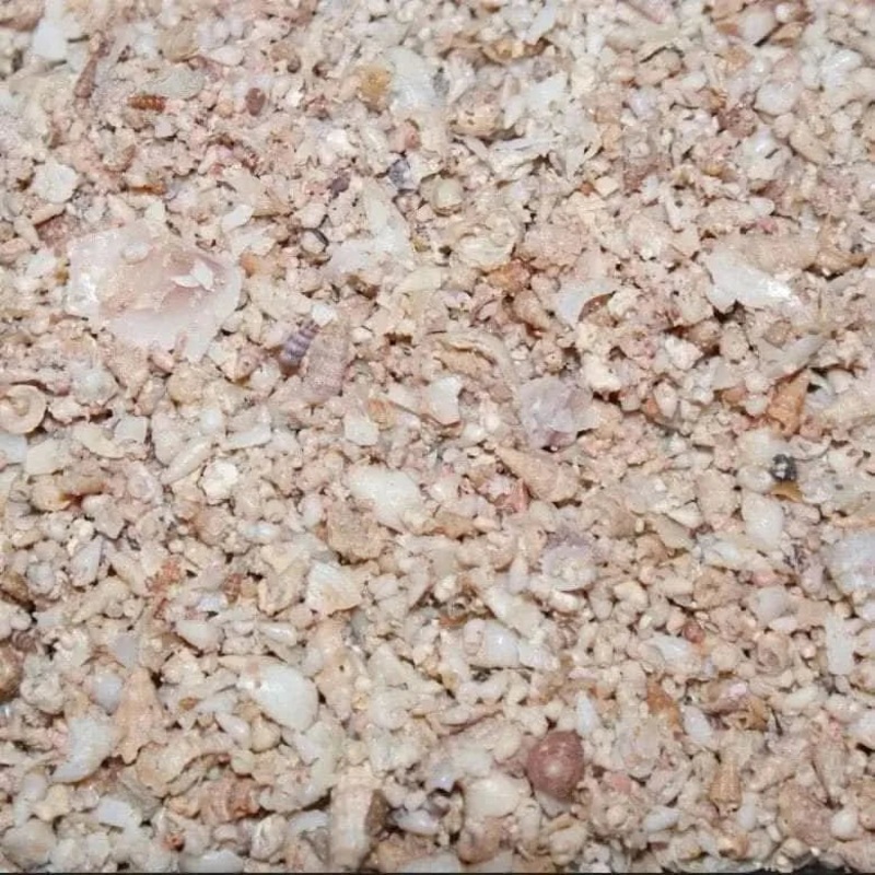 Shell Grit 200g