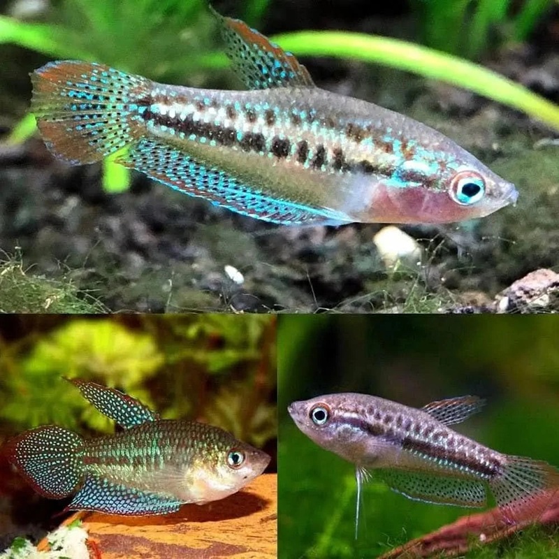 Sparkling Pygmy Gourami 1cm-1.5cm