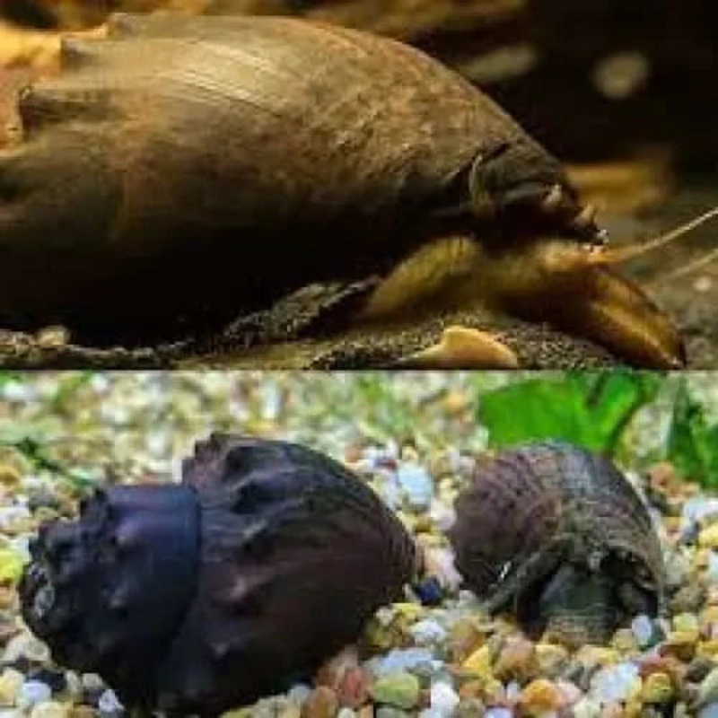 Spiny Spiky Marsh Snail (Thiar amarula )