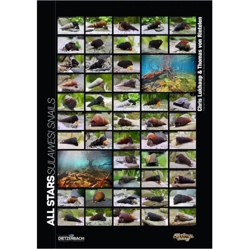 Sulawesi Snails Poster