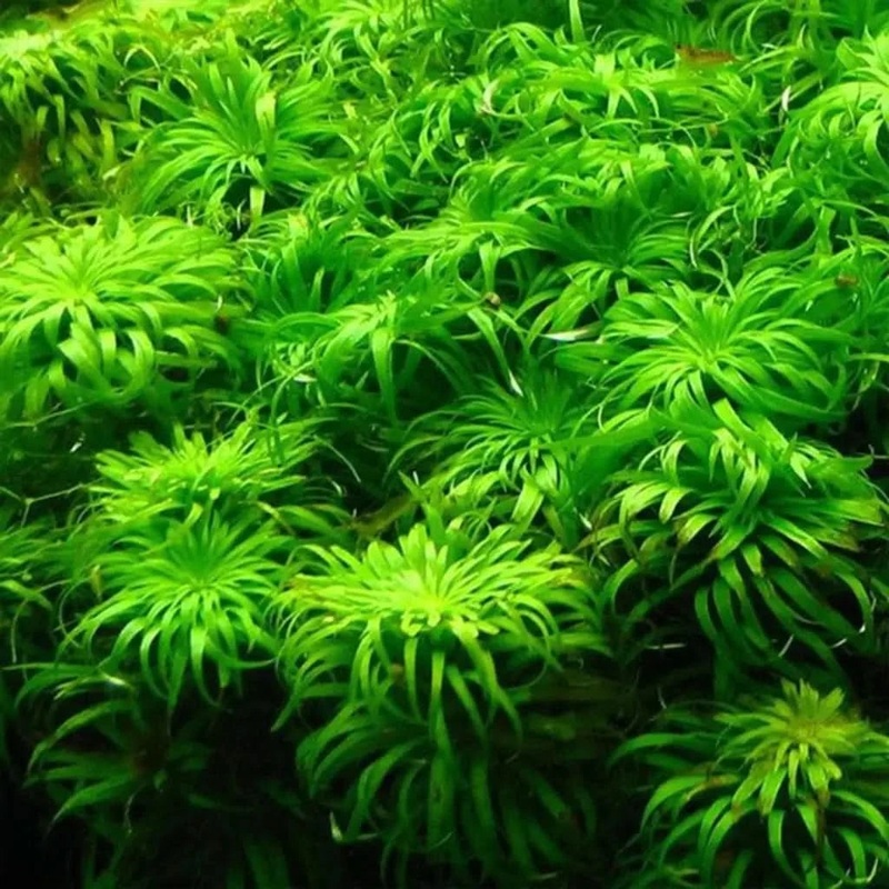 Syngonanthus Belem Bunch