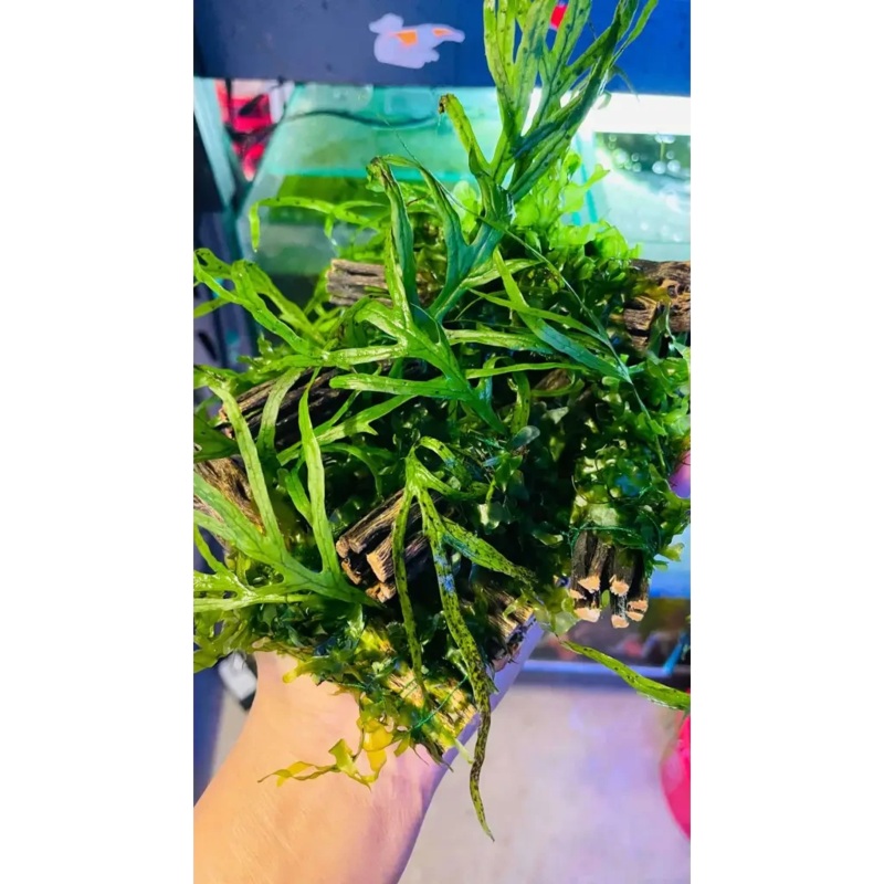 Trident Fern + Subwassertang On Cholla Wood