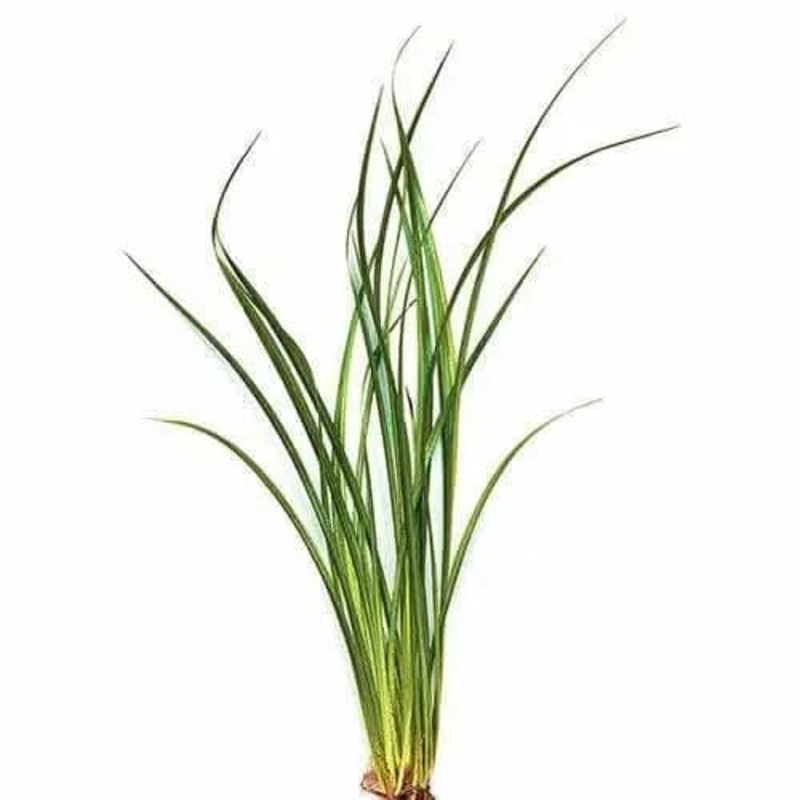 Vari Lime Rush - Bunch