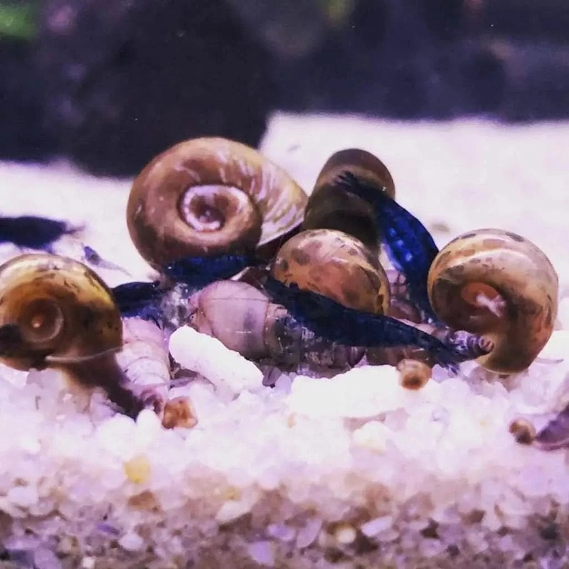 20 Blue Cherry Colony Starter - Free Shipping