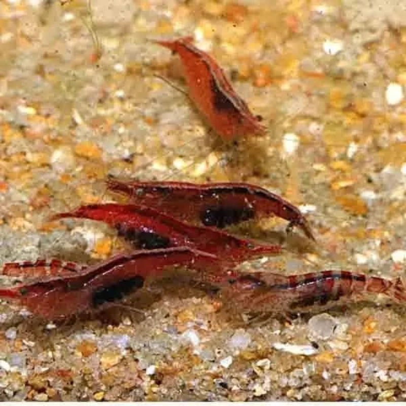20x Ninja Shrimp Starter Pack - Free Shipping