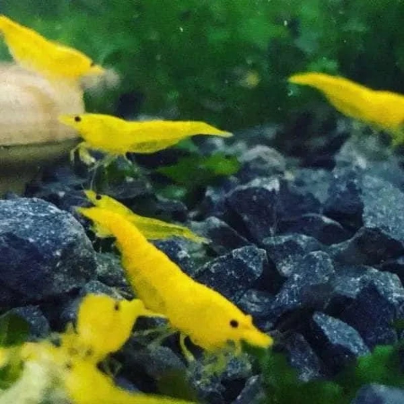 20x Yellow Cherry Shrimp Starter Pack - Free Shipping