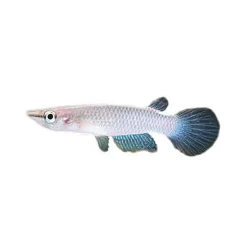 5CM PANCHAX BLUE