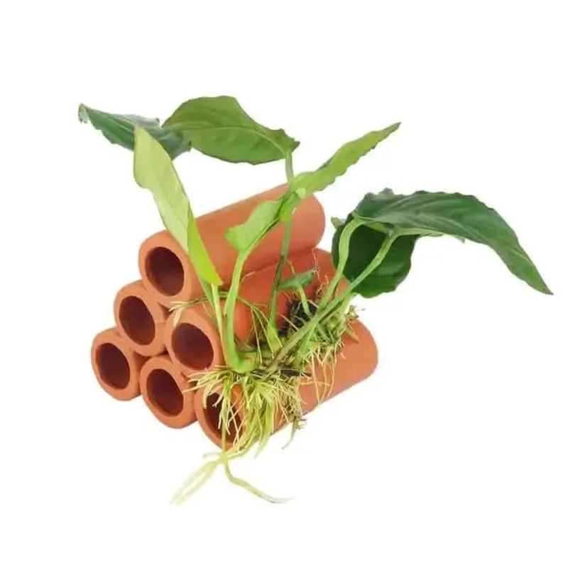 6 Hole Large Terracotta Shrimp Tubes With Anubias