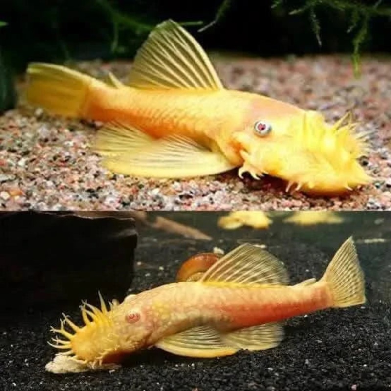 Albino Bristlenose Catfish 3cm - Locally Bred