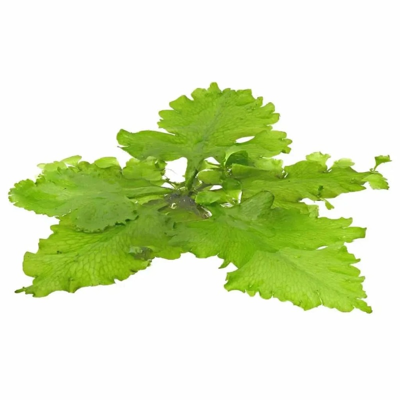 Antler Fern Floater Floating Plant - Ceratopteris Pteridoides