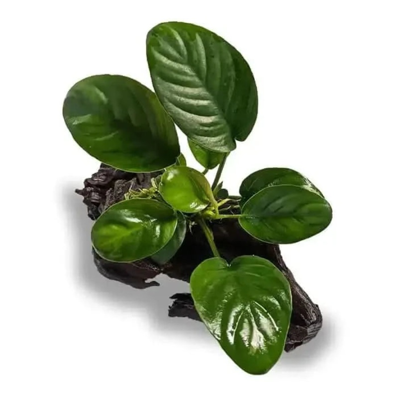 Anubias Jenny On Mini Driftwood