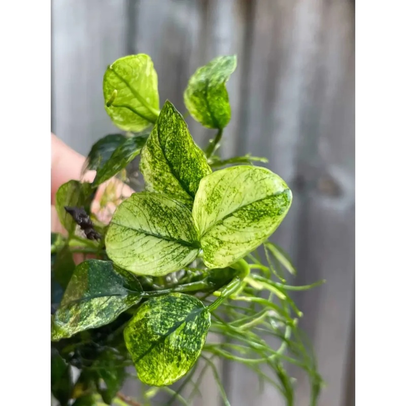 Anubias Pinto ( 3 Leaves )