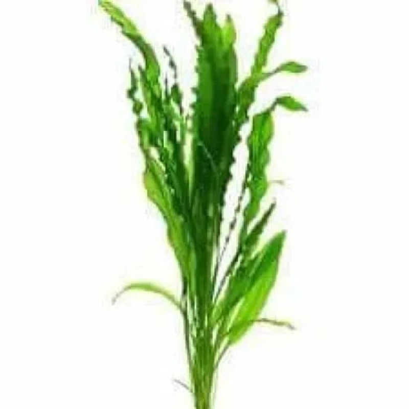 Aponogeton Crispus Green