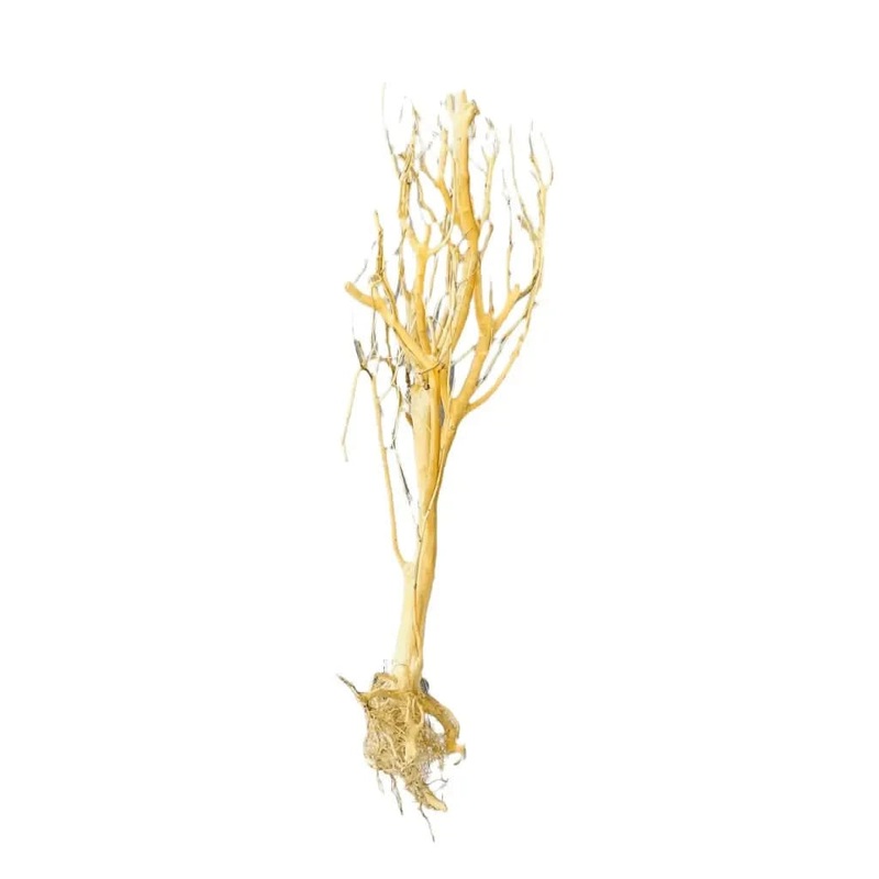 Assorted Bare Root  Tree Driftwood 30cm