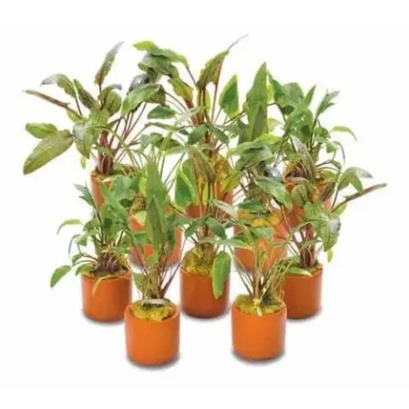 Assorted Crypt in 3cm Terracotta Pot