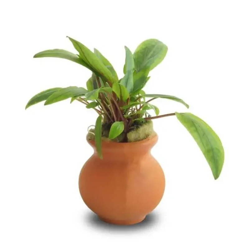 Assorted Cryptocoryne Vase Urn 5cm