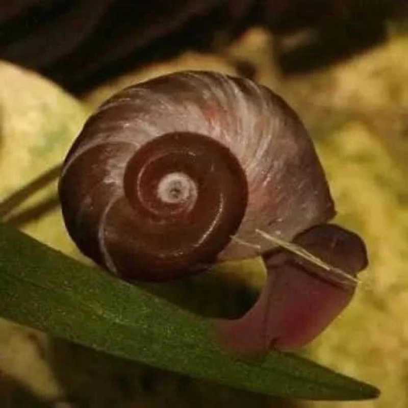 Assorted Ramshorn Snail