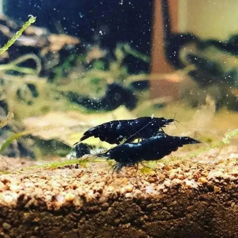 Black Cherry Shrimp
