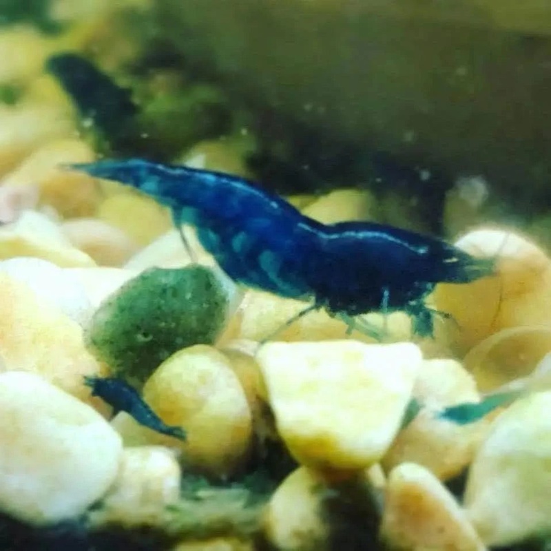 Blue Dream Cherry Shrimp