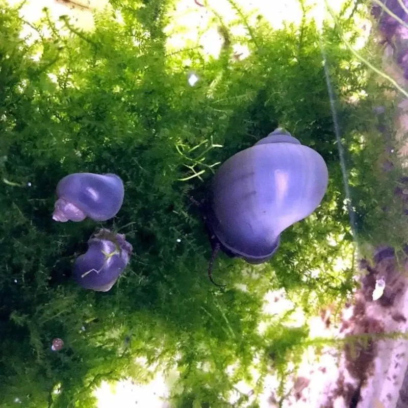 Blue Mystery Snail