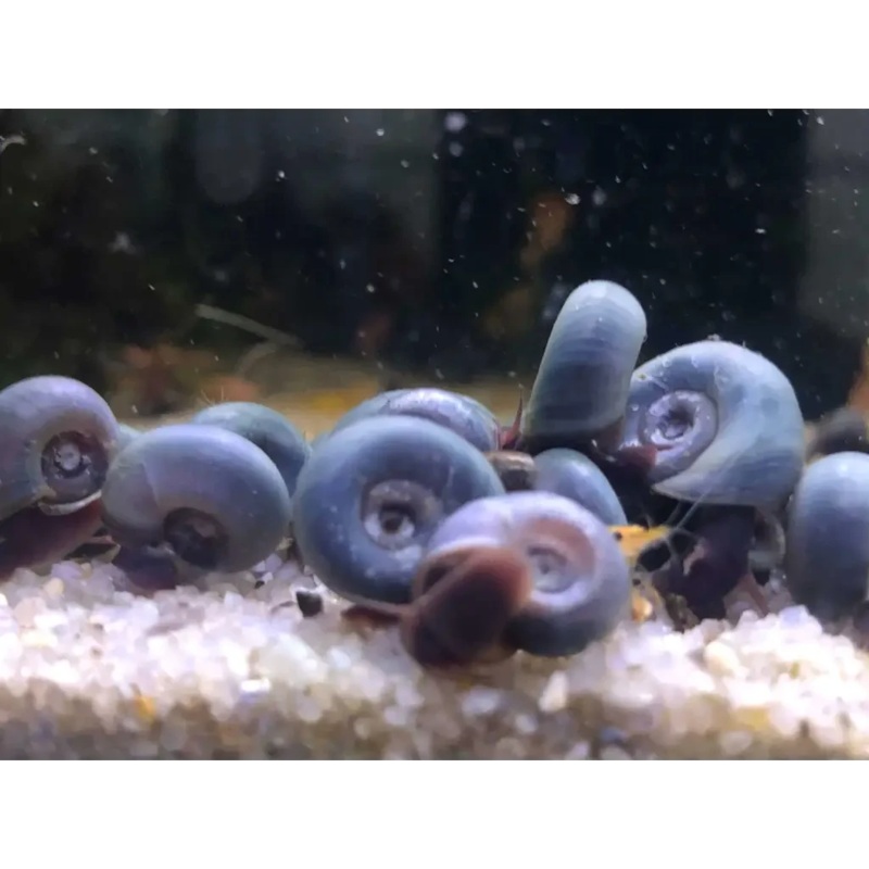 Blue Ramshorn Snail