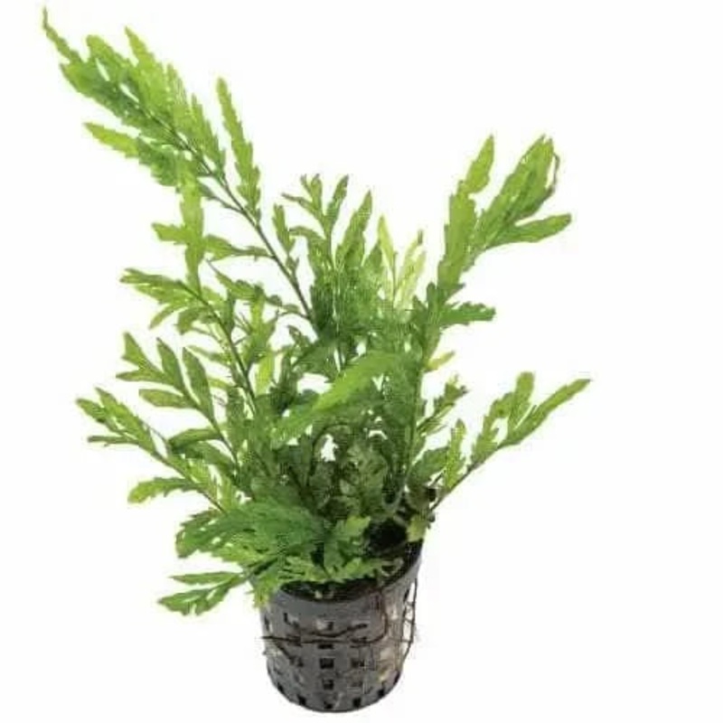 Bolbitus 5cm Pot