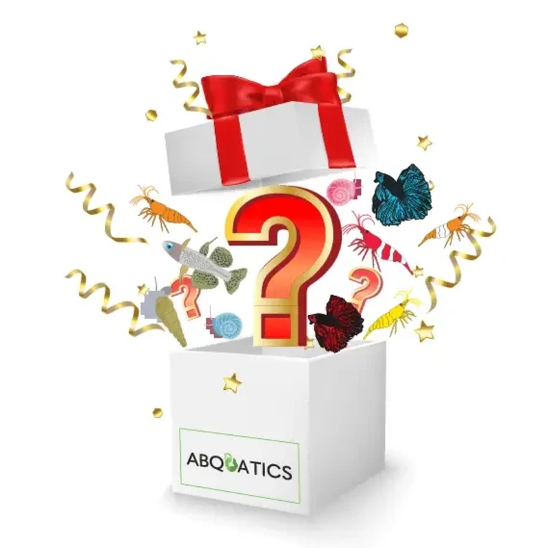 Bonsai Tree Mystery Box ( FREE SHIPPING )