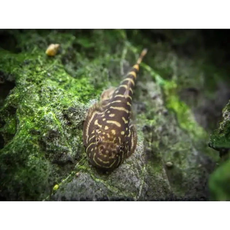 Borneo Sucker 2cm-3cm