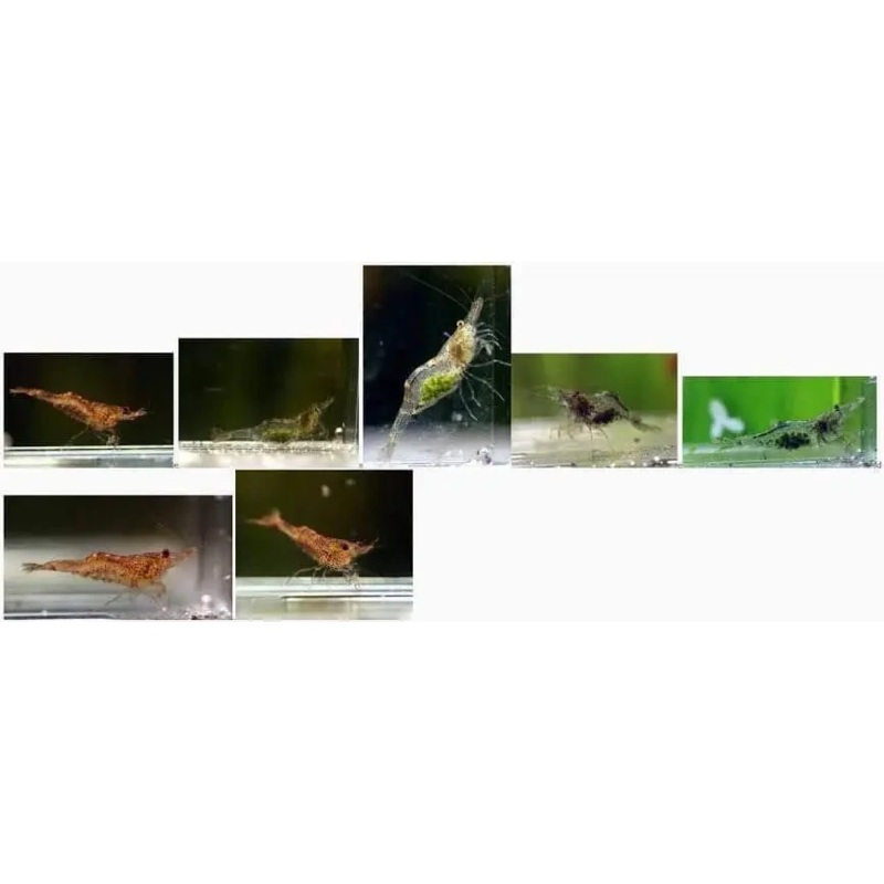 Caridinides wilkinsi 'Calman' ( CWC - Algae eaters )