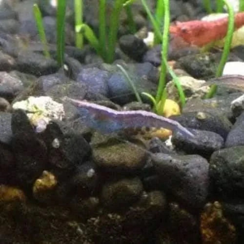 Chameleon/Ninja Shrimp