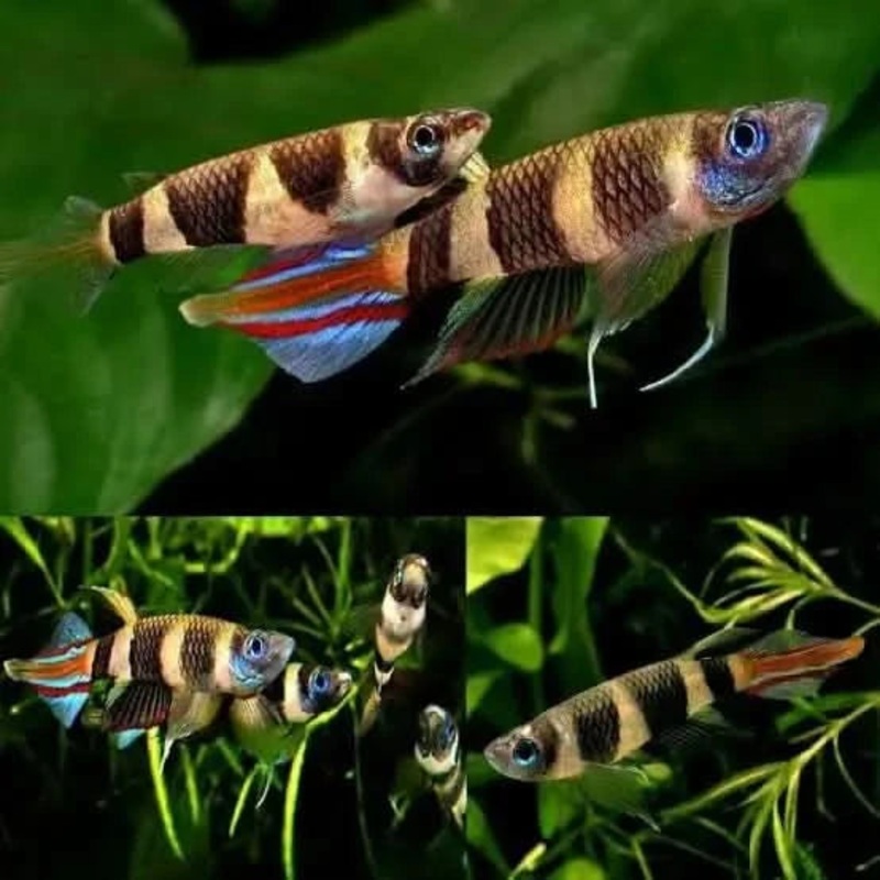 Clown Killifish 1-2cm