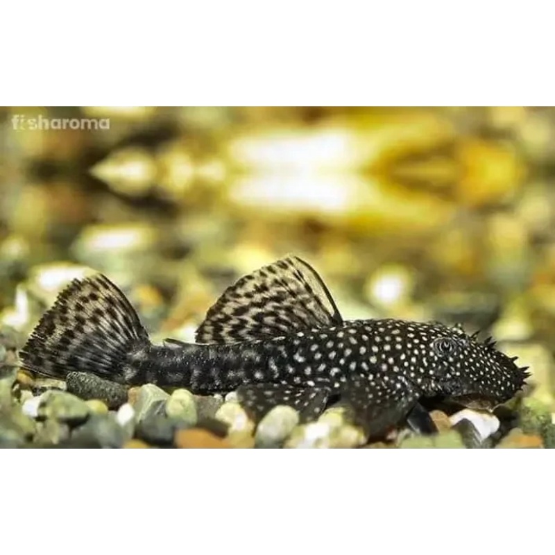 Common Bristlenose Catfish 3CM - Locally Bred