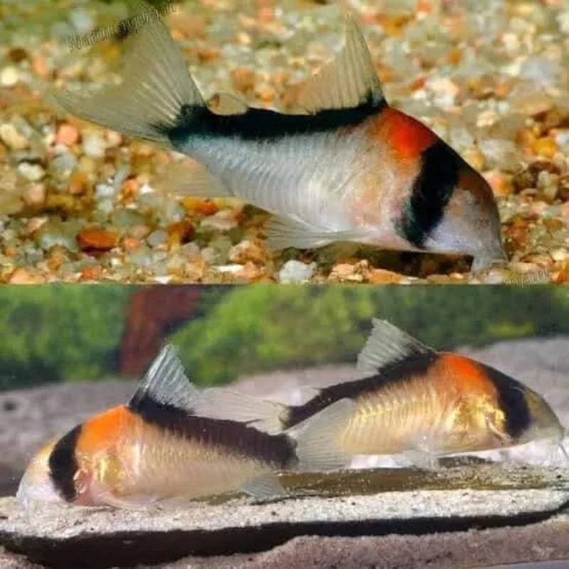 Corydoras Adolfoi 2cm