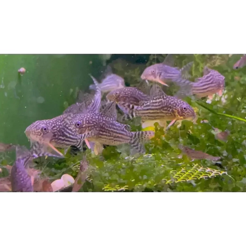Corydoras Sterbai 2-3CM - Locally Bred
