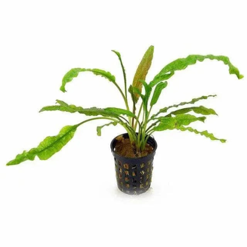 Cryptocoryne Balansae 5cm Pot