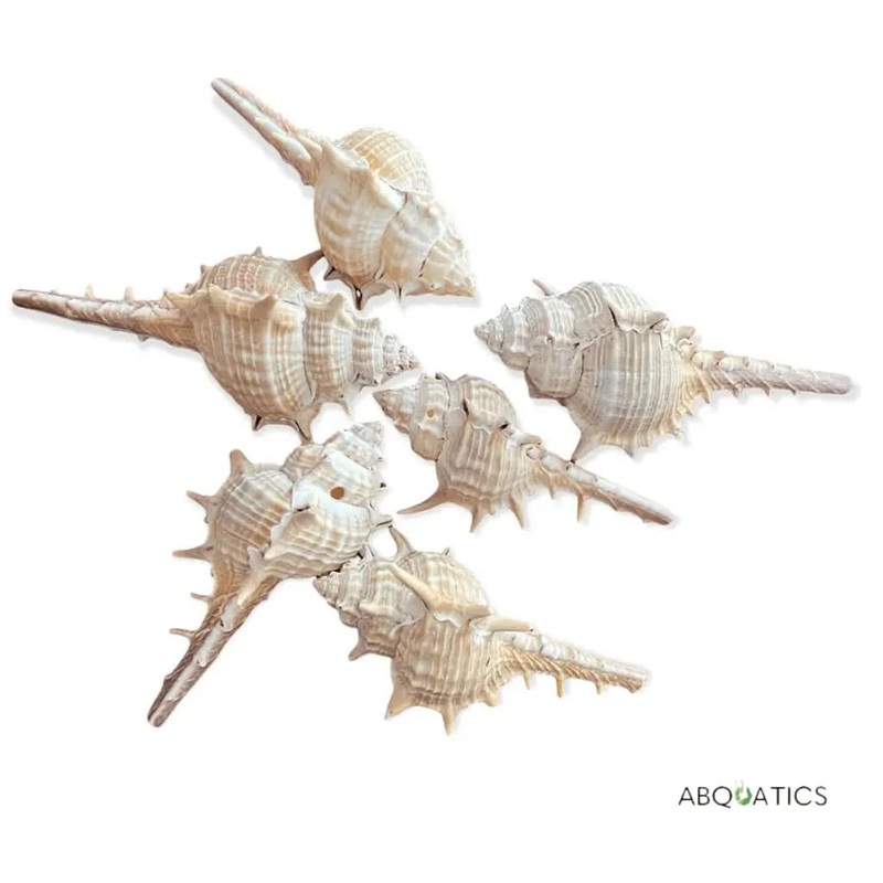 Decor Spiky Shell For Tank Decor ( Light Decor )