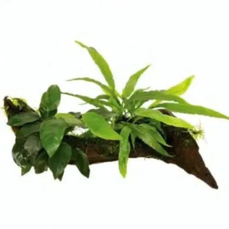 Decor Wood With Anubias &  Assorted Java Fern