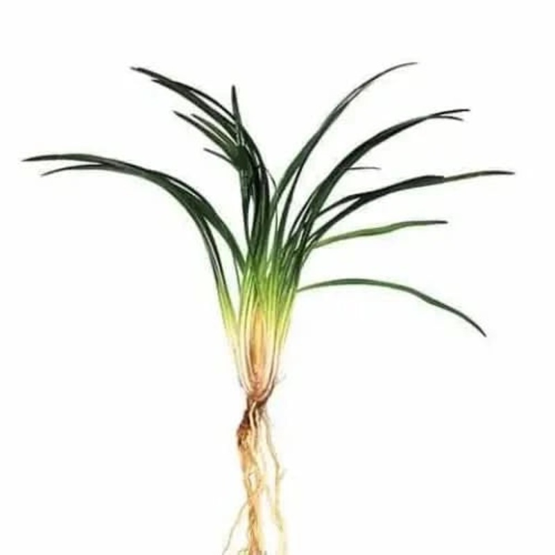 DWARF PONGOL