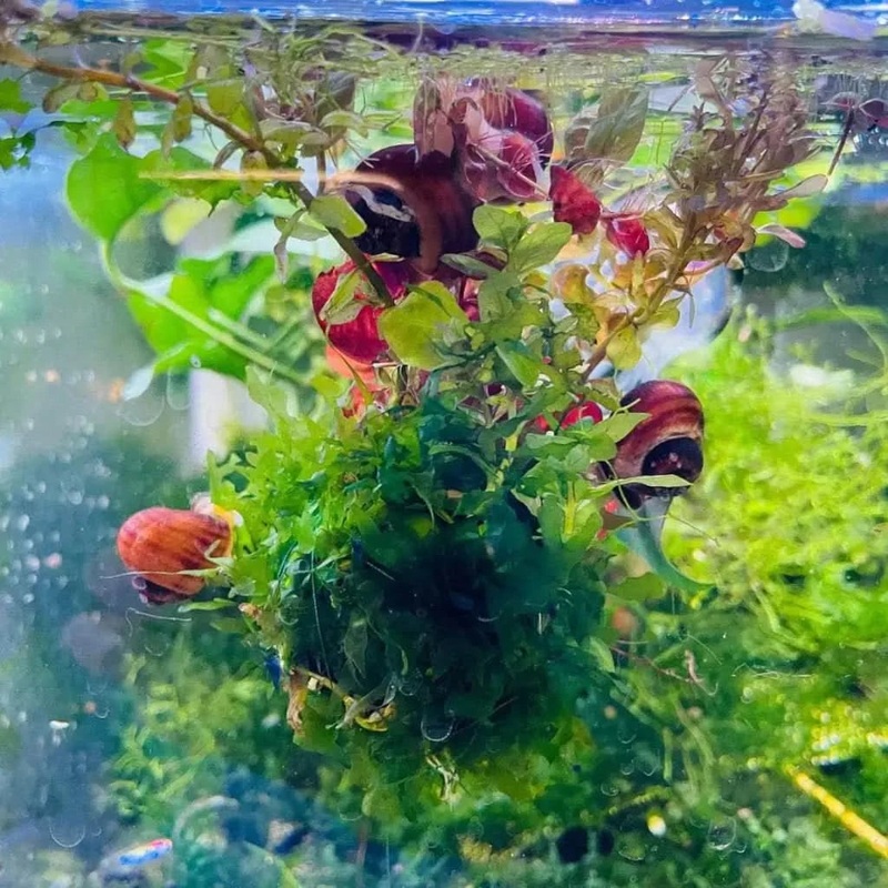 Floating Moss Ball With Plants