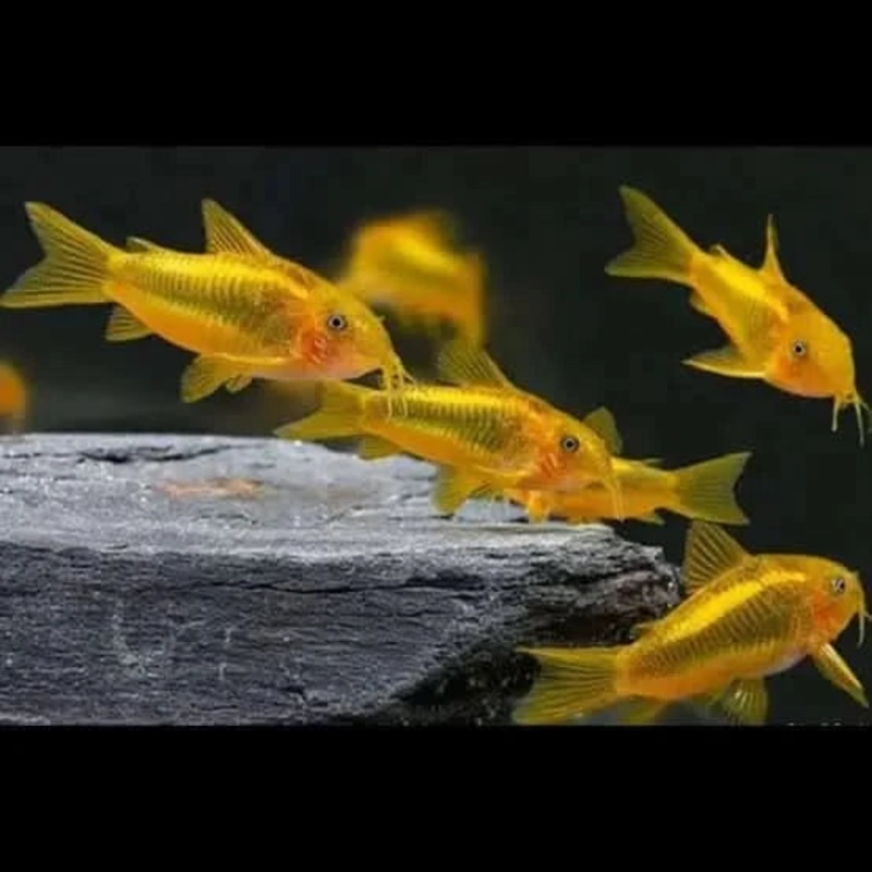 Gold Neon Stripe Laser Cory 2CM (Corydoras Aeneus CW010 ) - Locally Bred