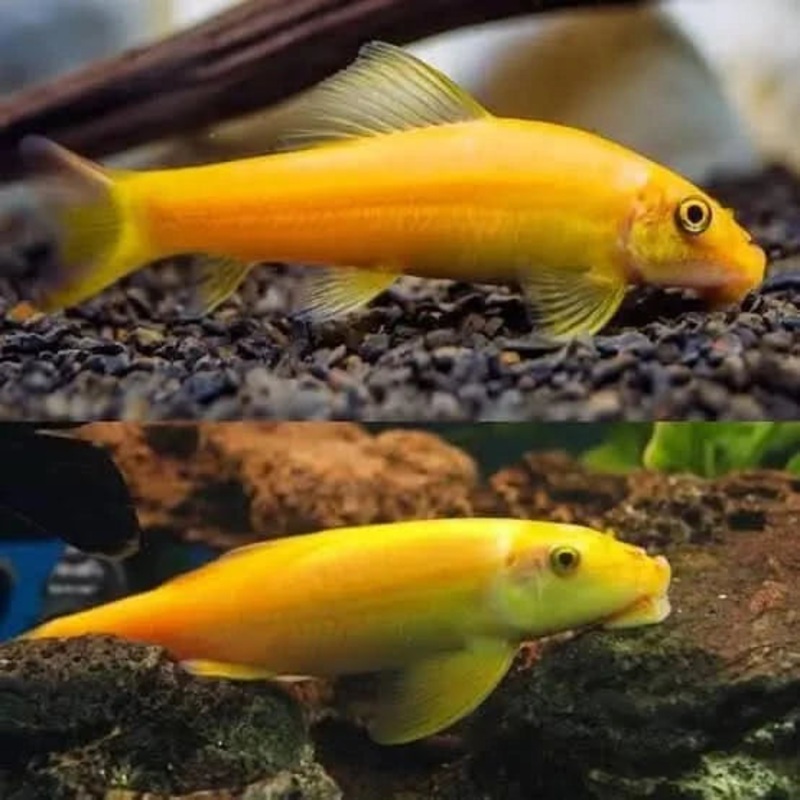 Golden Chinese Algae Eater (Gyrinocheilus aymonieri) 5cm